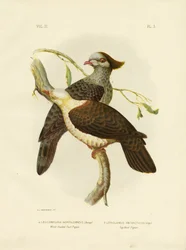 Paloma Frutera de Cabeza Blanca, 1891